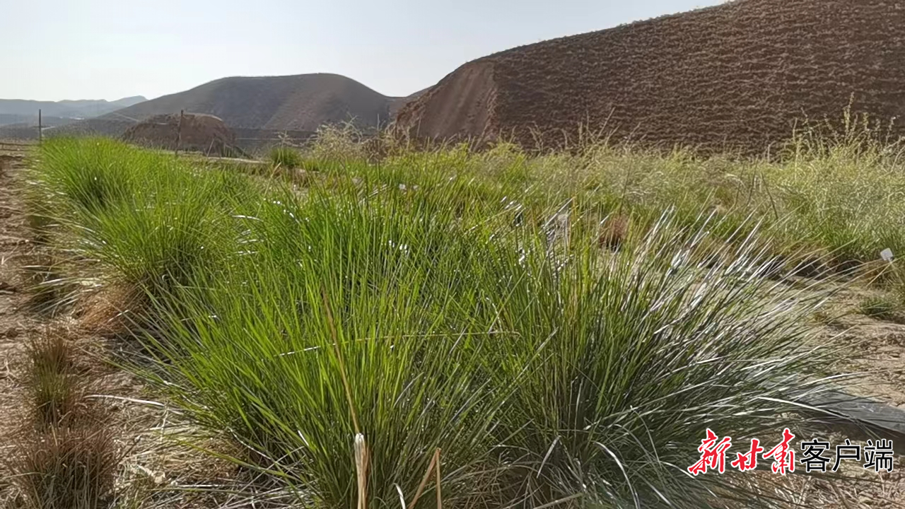 甘肃芨芨草批发图片