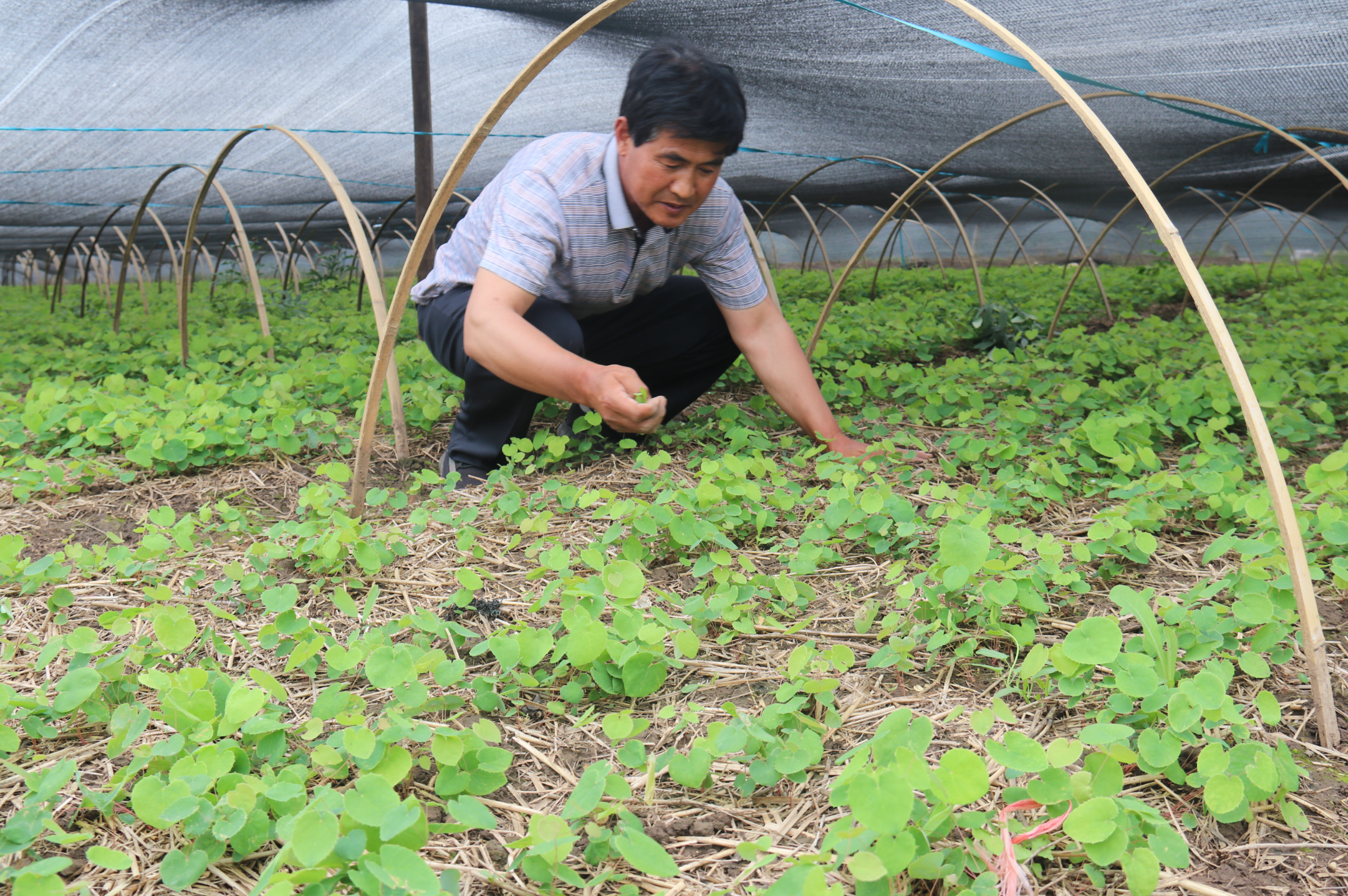 甘肃渭源：中医药产业全链条质效提速