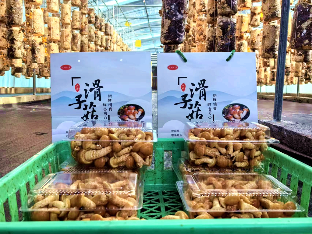 微信图片_20241023152422_副本