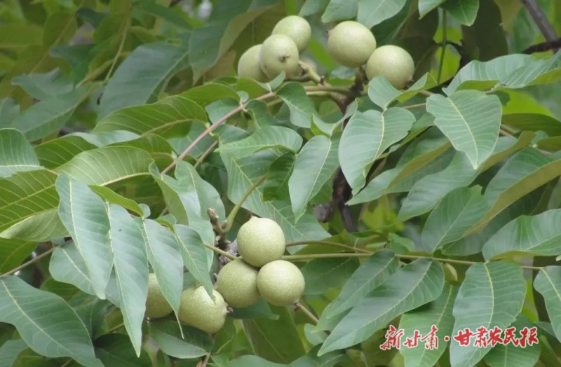 康县：“好客”核桃拓“钱”景