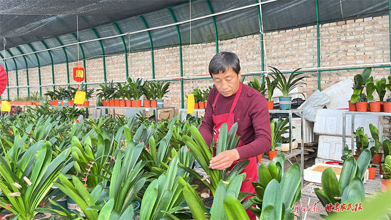 百花缘君子兰家庭农场负责人王海占正在管护君子兰。 摄:郭丽