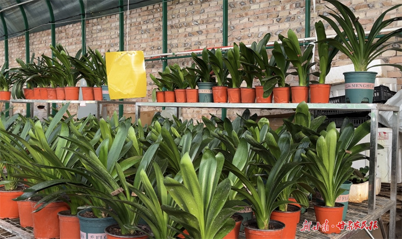 百花缘君子兰家庭农场 (2)