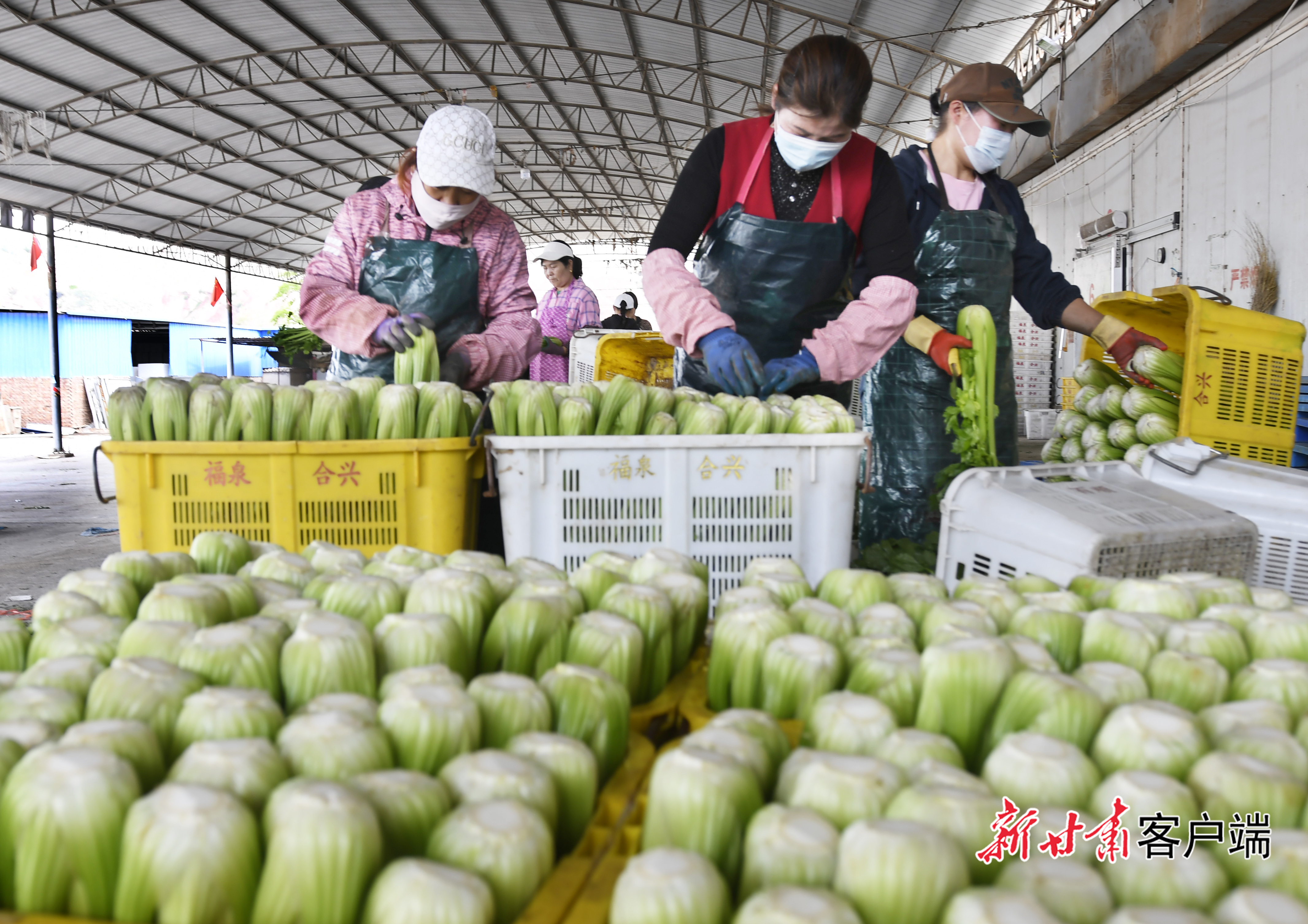 永靖縣:高原夏菜走俏東南沿海市場-史有東(41782111)-20250701062003