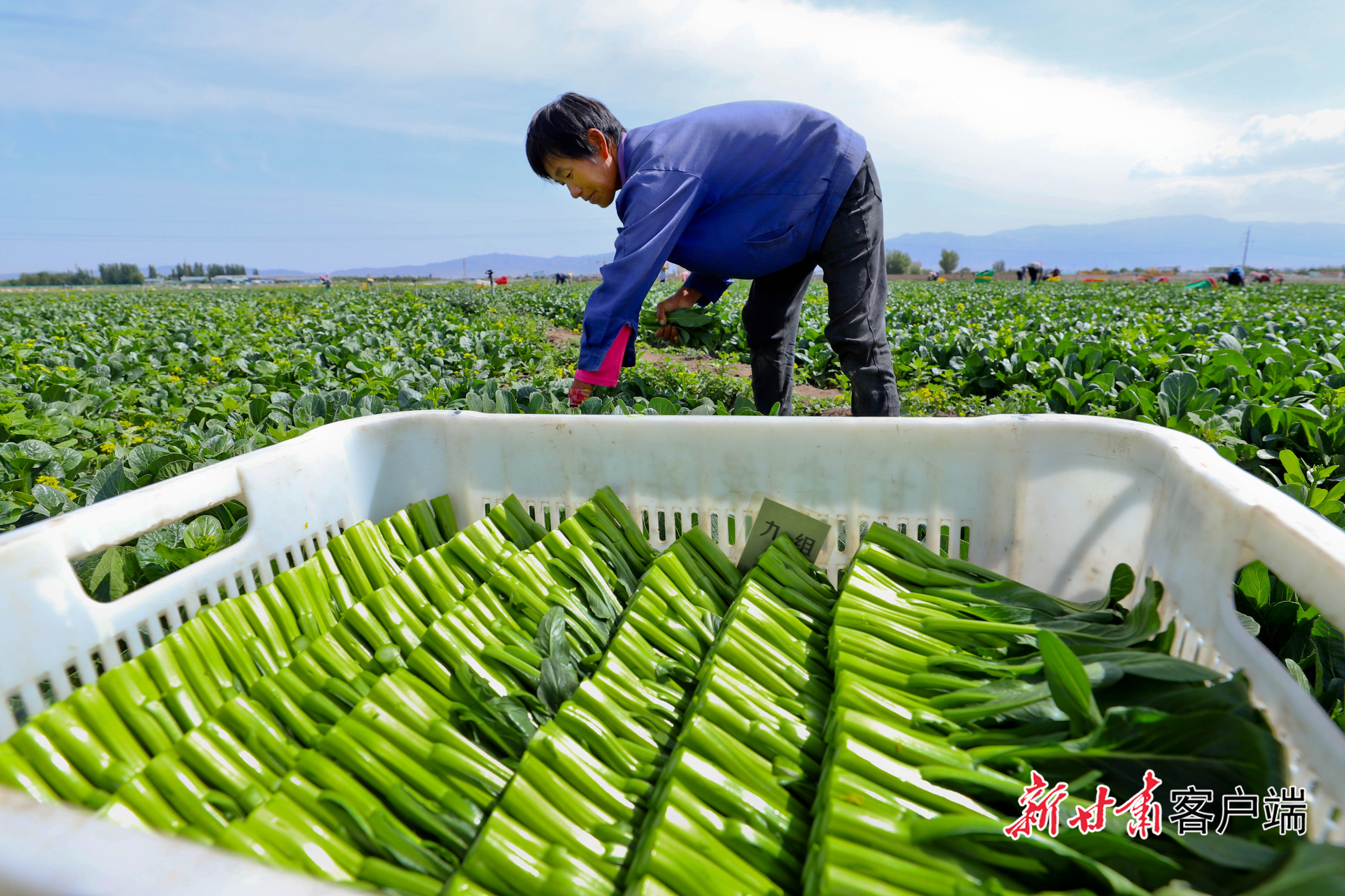 張掖:夏菜忙采收-王將(41782107)-20250701062112
