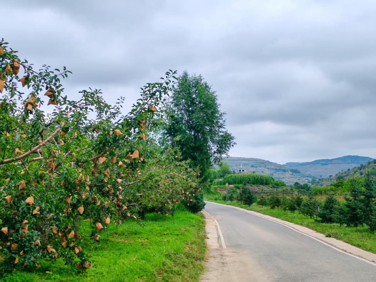 1753431631372096072.jpg 1753347110150093330.jpg