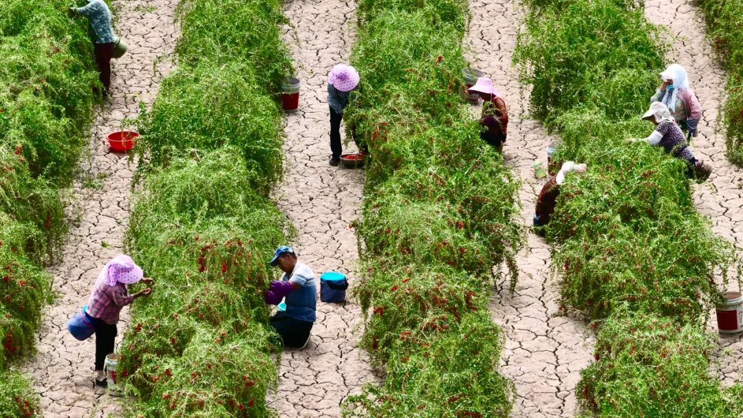 1753432176057009995.jpeg e77952ed2a1e4552bd5f01ee2d8938dc.jpeg