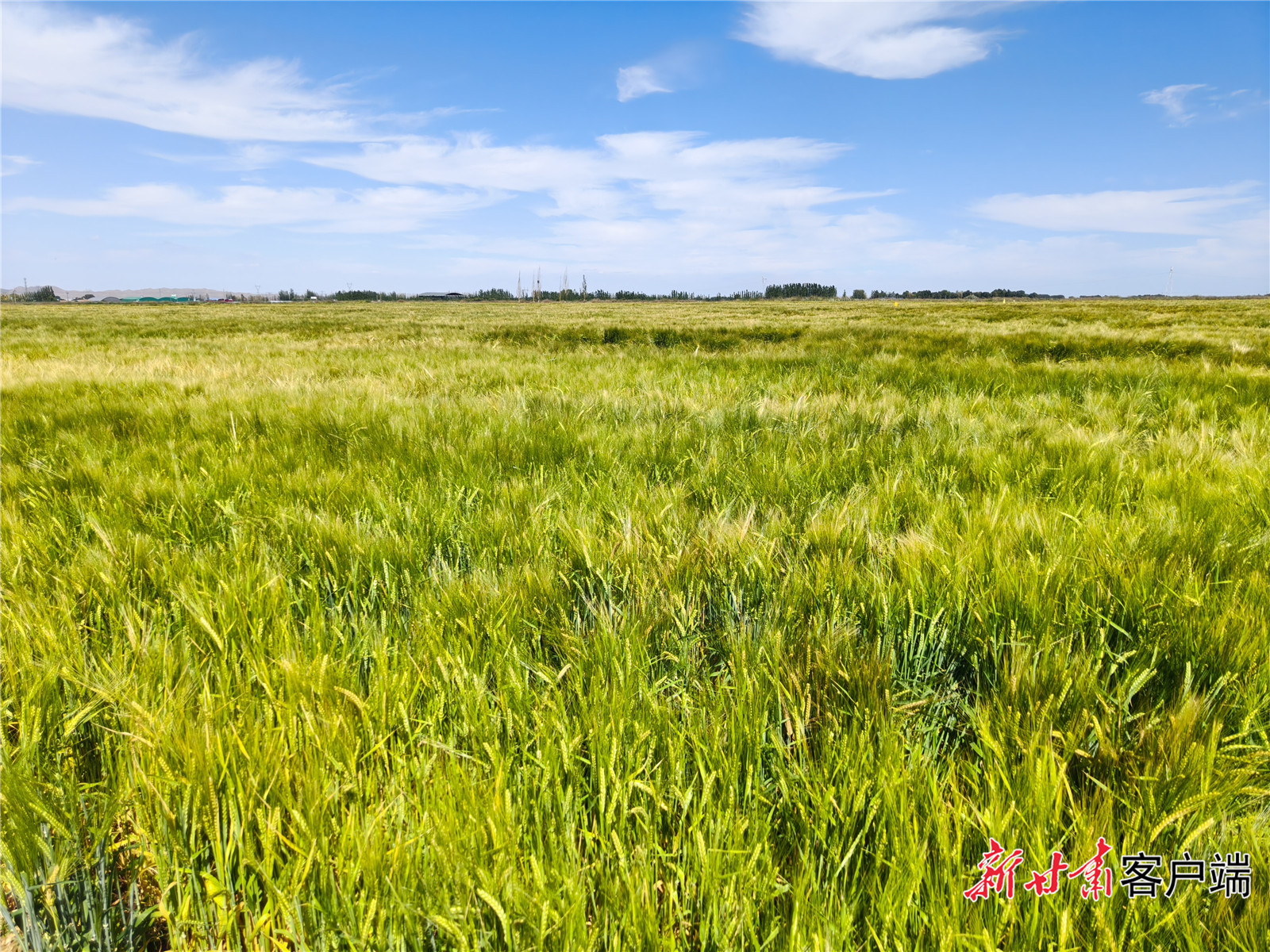 FZ100442538593_A5250075