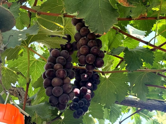 微信图片_20250807213306