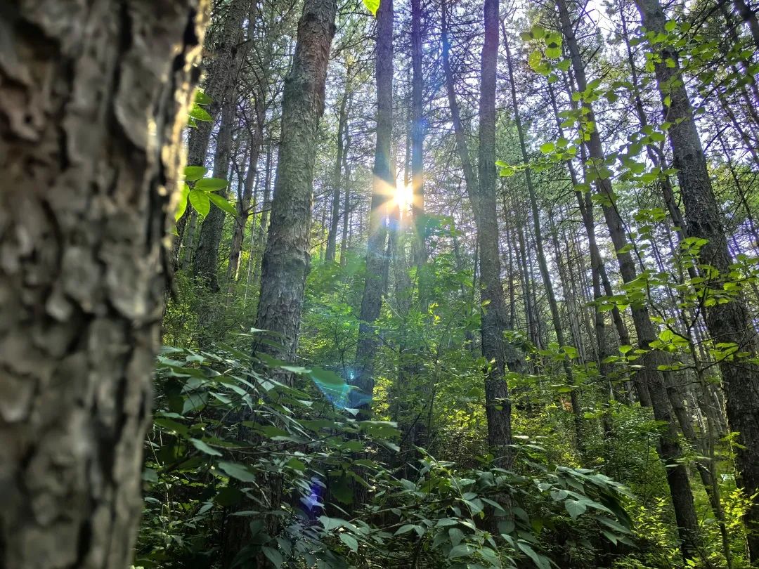 林海1.jpg 林海1.jpg