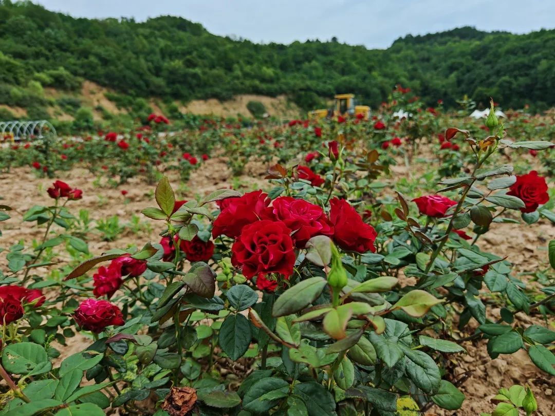 花海.jpg 花海.jpg