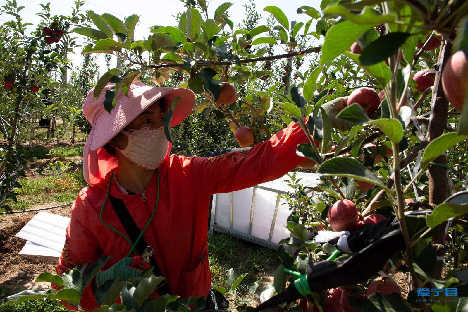 1755245071539042852.jpg 1755241316833030690.jpg