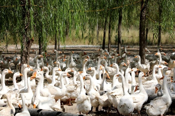 1756282098490016760.jpg d724d9f0ab5047999646791c66b66abb_s.jpg