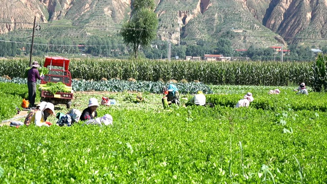 1756282468365053990.jpeg 1756177979652049314.jpeg