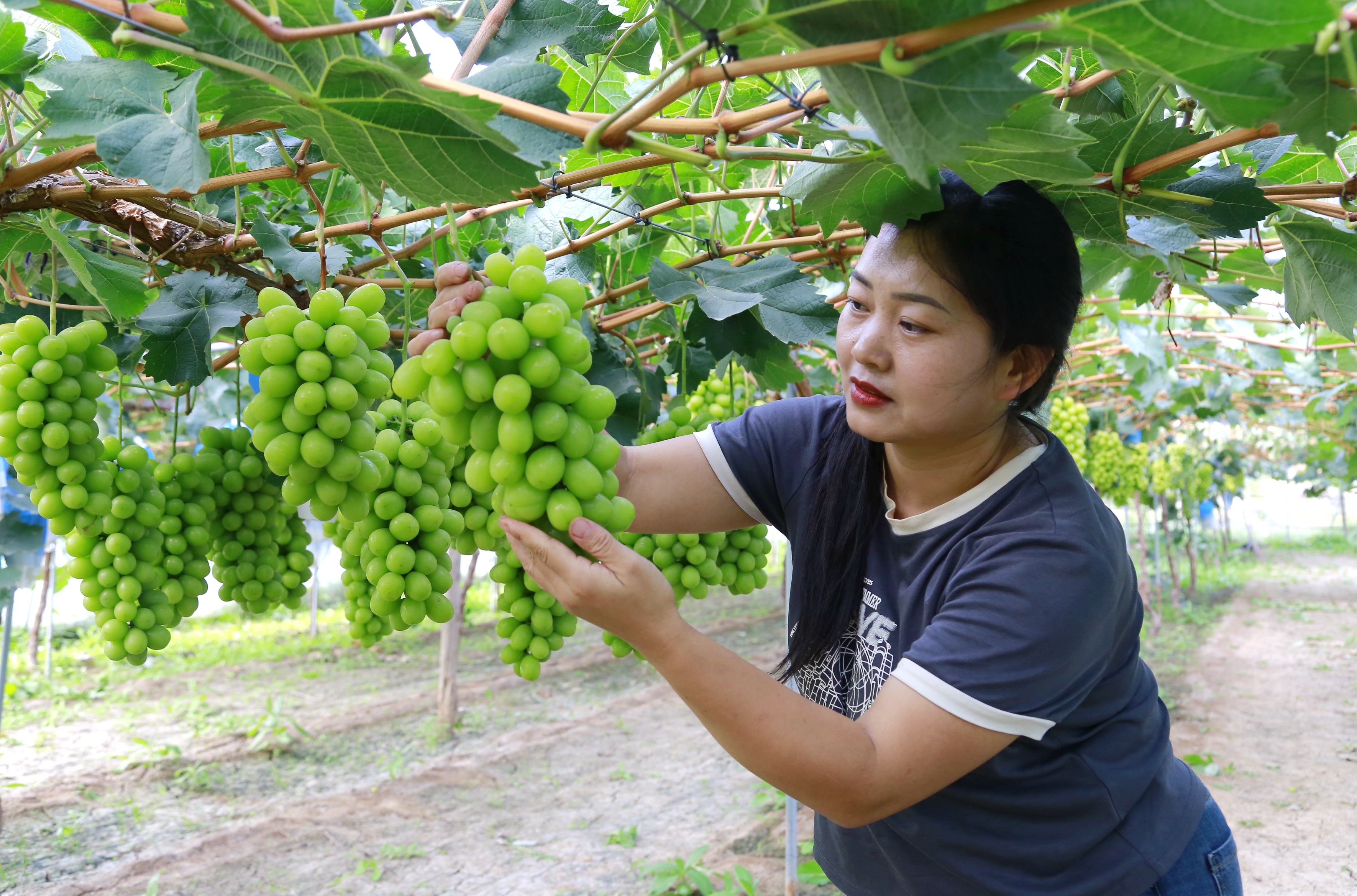 周庄引弟阳光玫瑰专业种植合作社负责人 仙引弟_副本