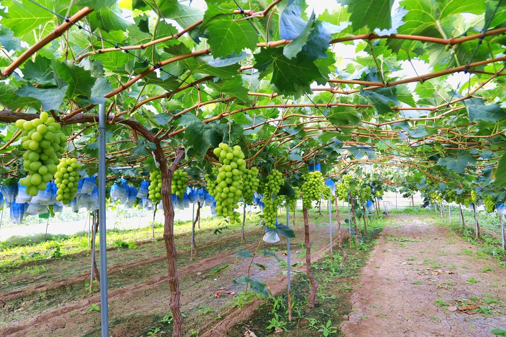 1757924745532032453.jpg 1757667179087057025_副本.jpg