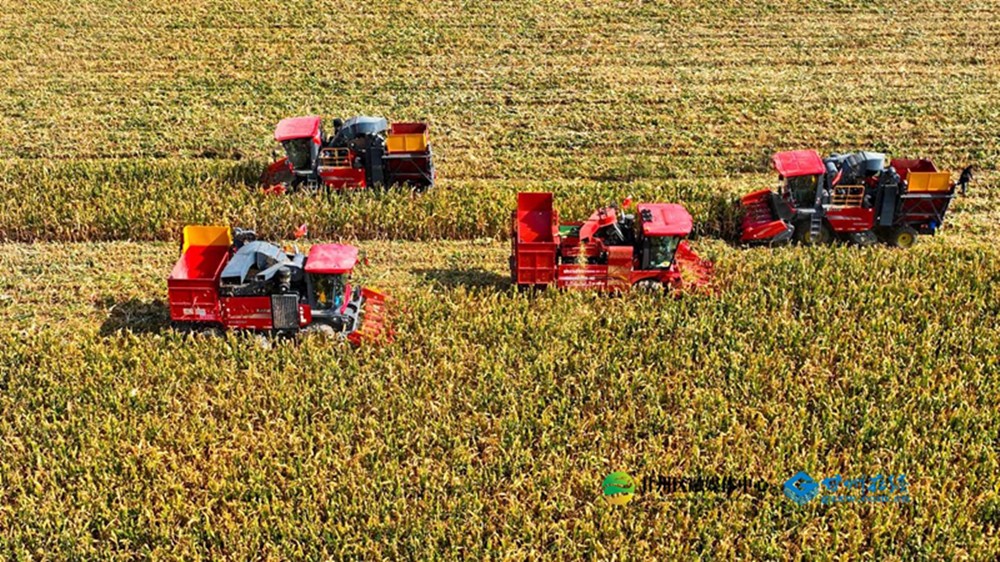 1758873613194037292.jpg c5231145262c445cb9467084b83c9aeb_副本.jpg