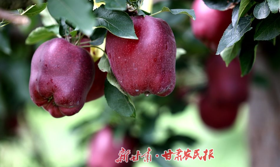 微信图片_20250929112605_副本