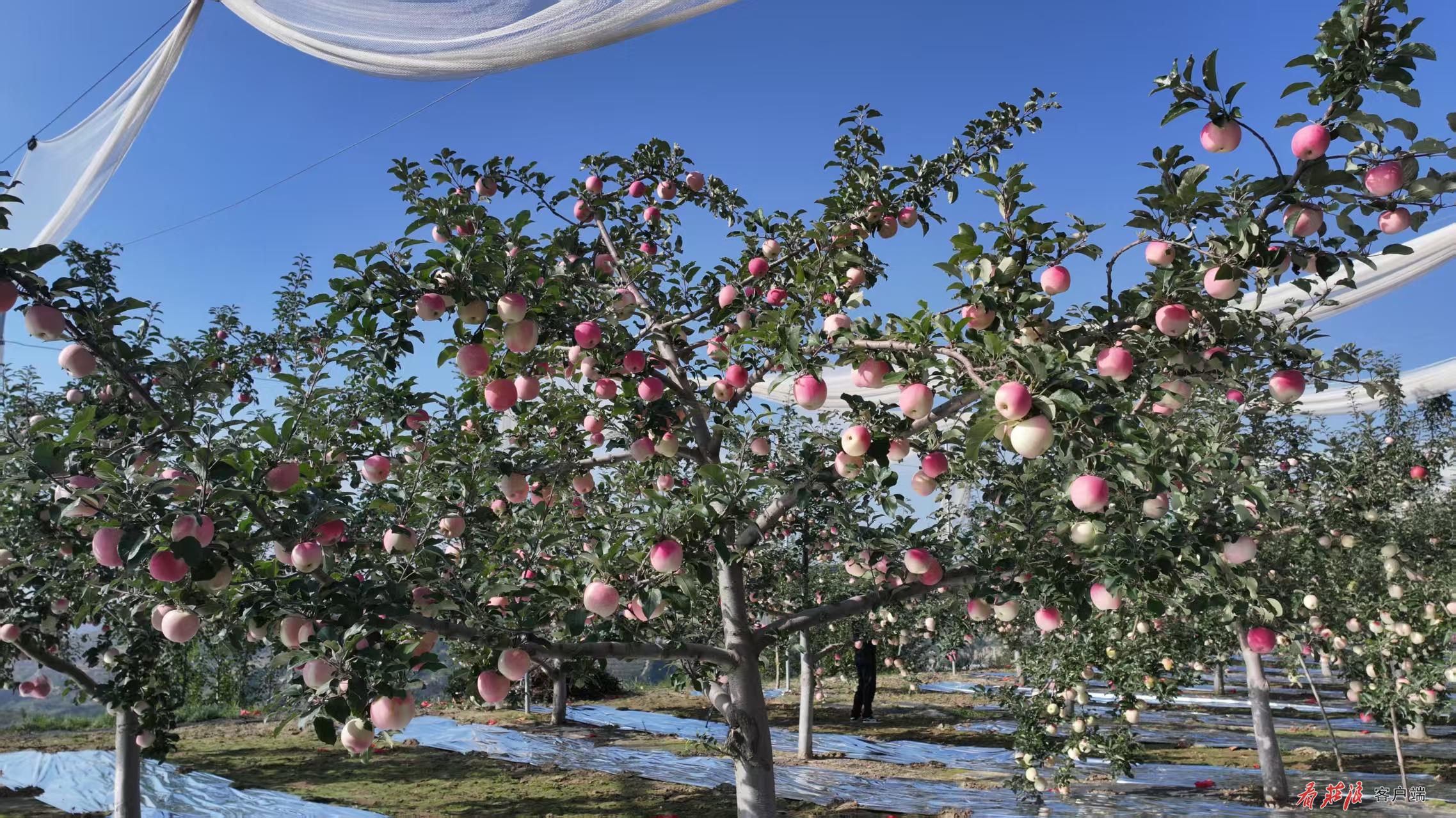 微信图片_20250930200437_11_25