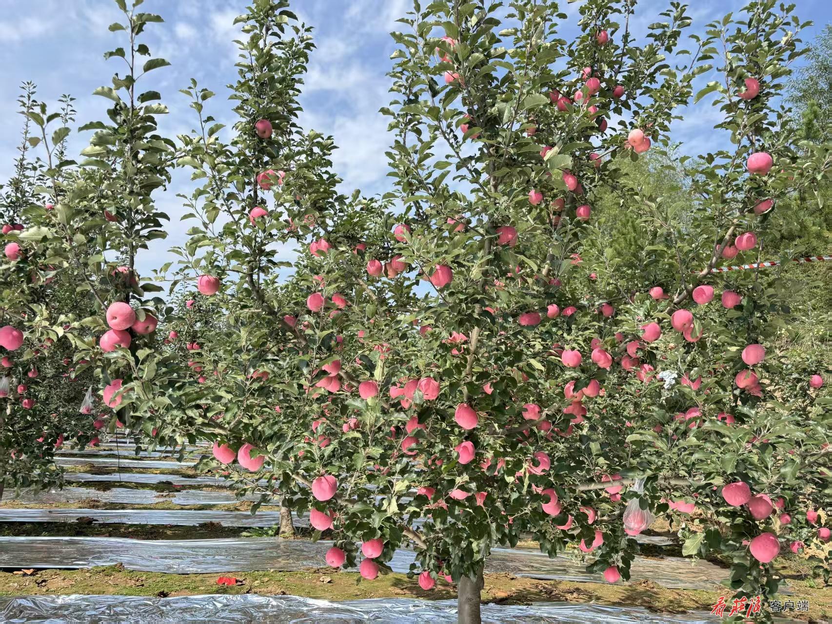 微信图片_20250930200450_13_25