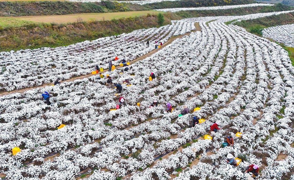 1761121892326025504.jpg 1761029581721060062_副本.jpg