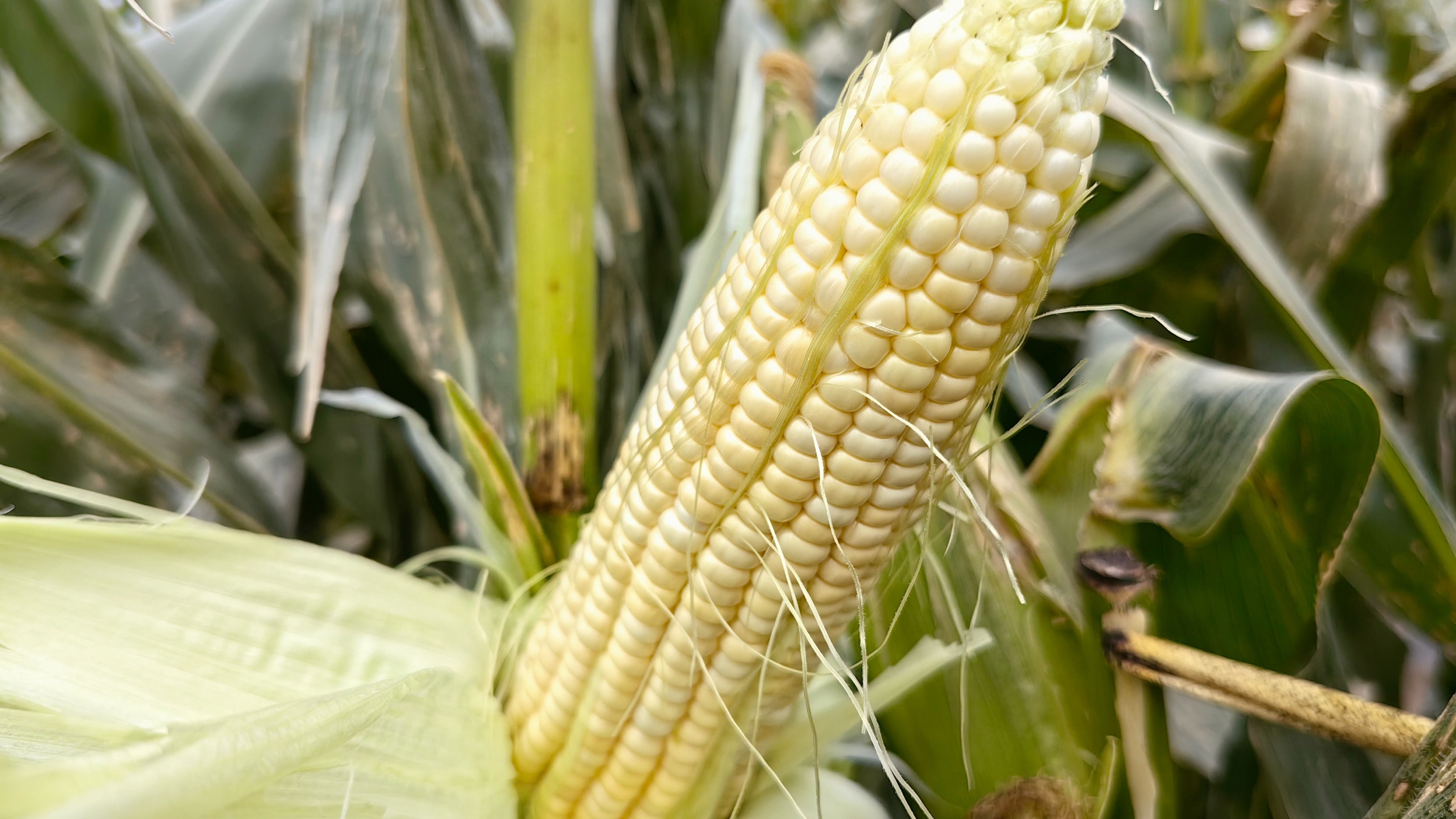 (7)微信图片_20251022090152_662_3 (7)微信图片_20251022090152_662_3