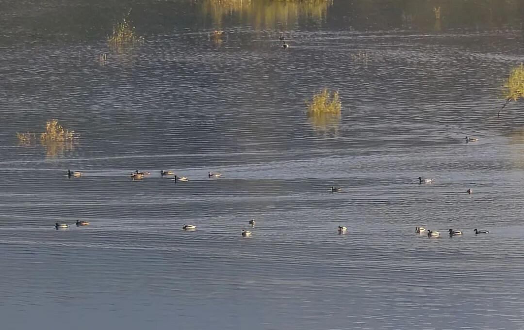 1761295825778089280.jpg f22e19ed67d64e5db2fde69fdcb6ab48_副本.jpg