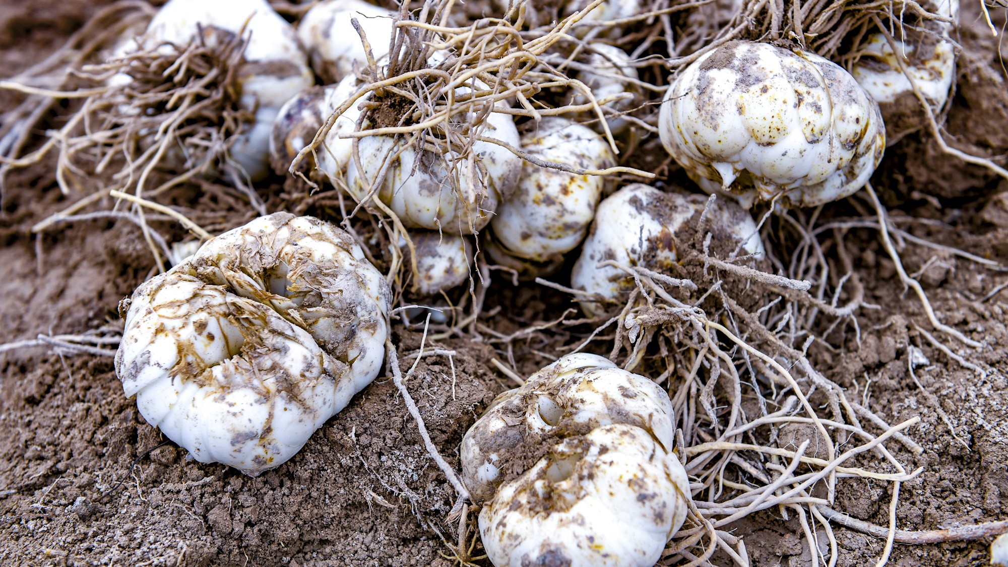 1761554795468067161.jpg 1761272842104089946_副本.jpg