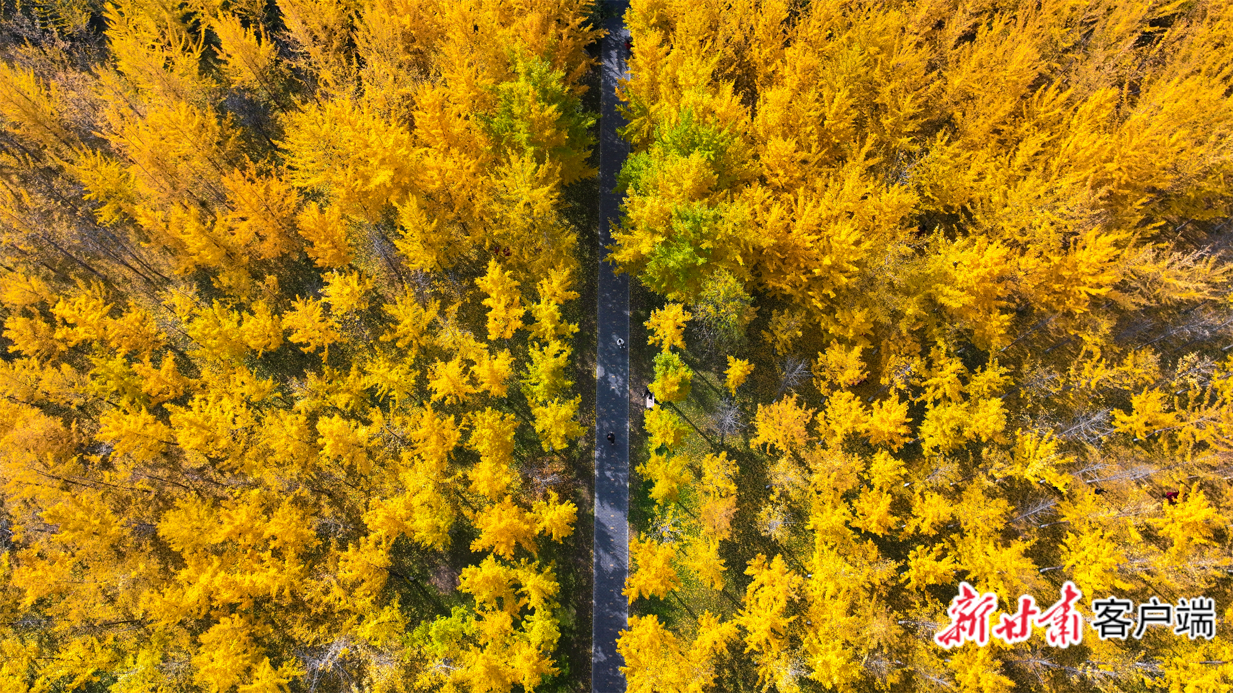 FZ007244556551_A5398347