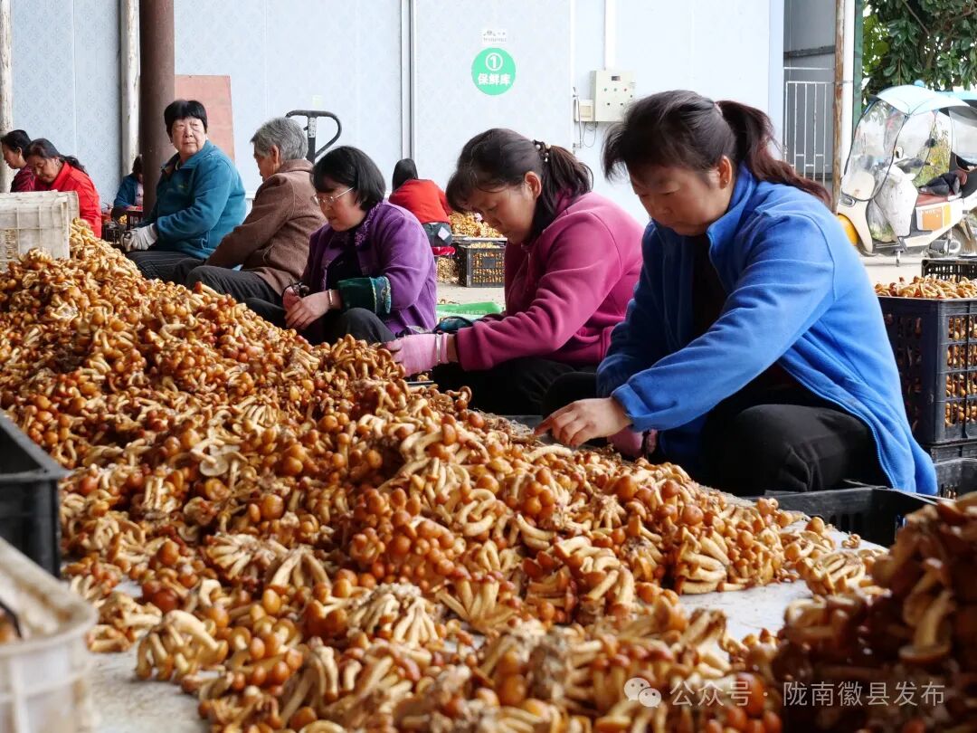 1762504207637014431.jpg 1762412786802030066.jpg