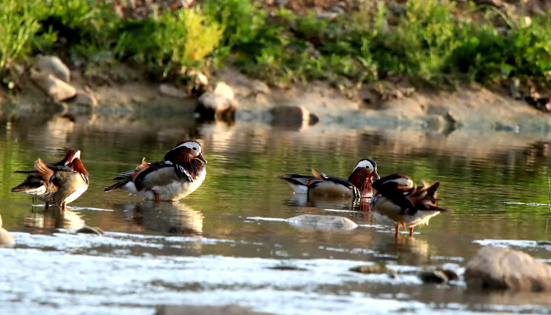 1762508760730029438.jpg 1762416085045020423.jpg