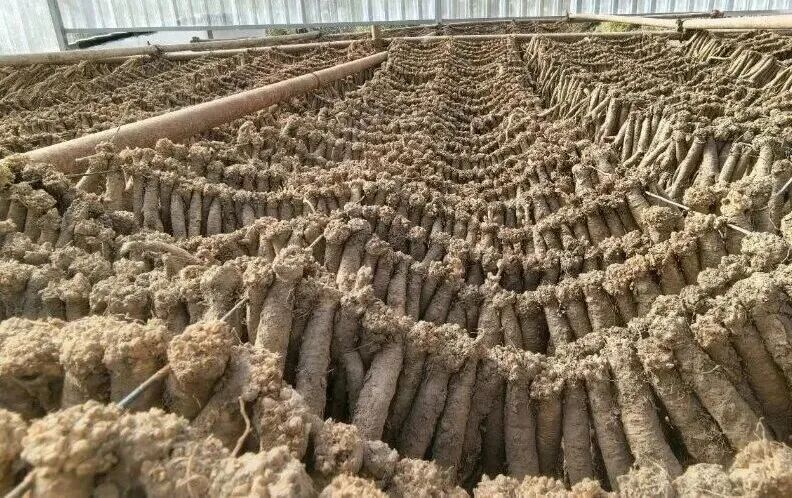 1762762449112005298.jpg 1762503540048053256.jpg