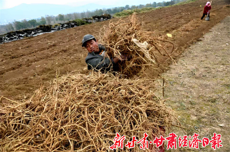 yes (一版可转发) 千年药乡“链”(44968748)-20251118102223