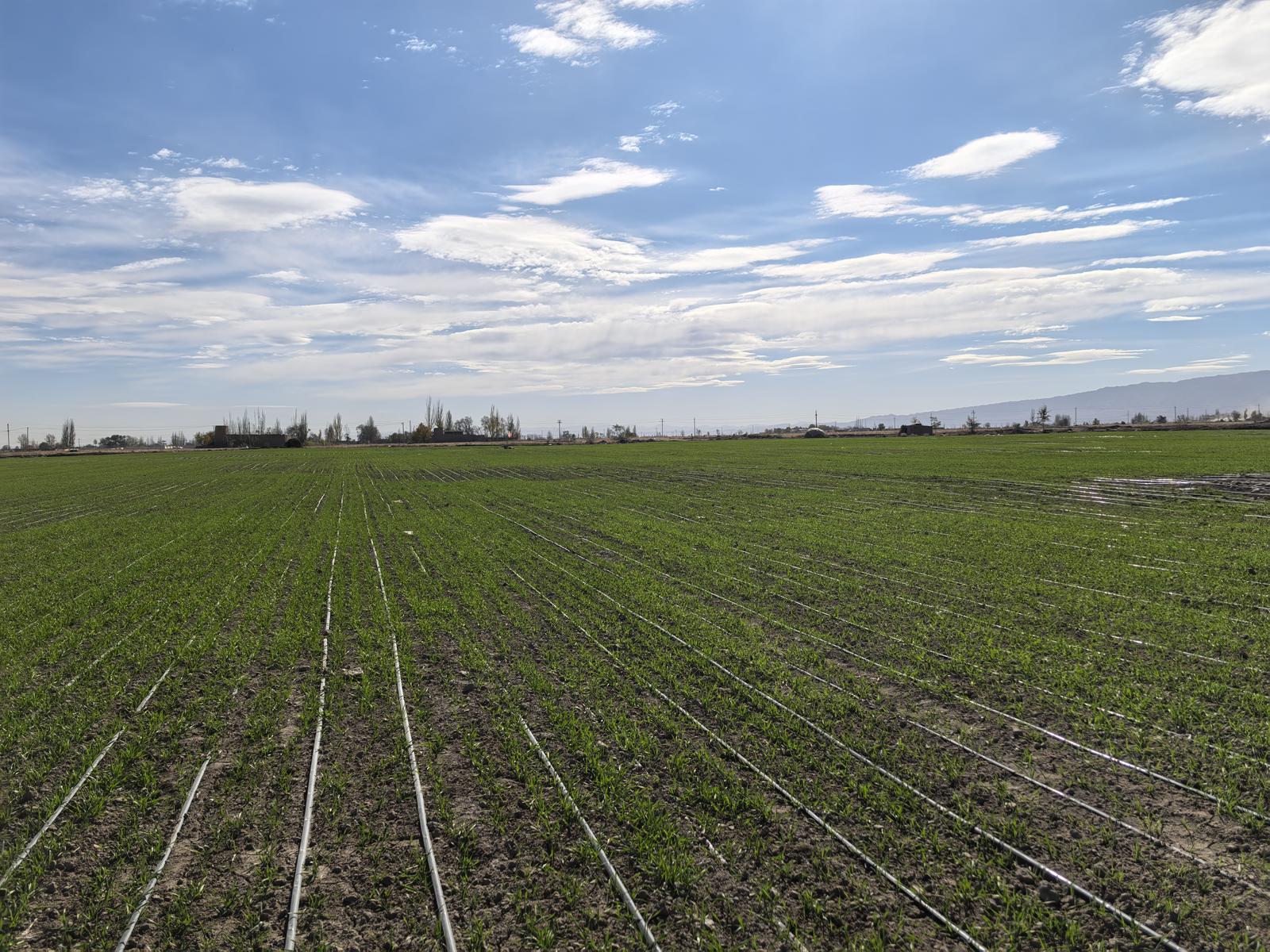 1763543150828048923.jpg 1763539276952086850.jpg