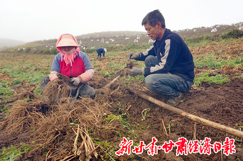 yes(县域)县域经济的“顶梁柱”-群众(45334045)-20251205131852