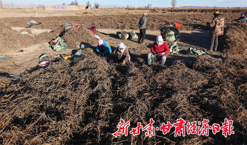 Yes(县域) 民乐中药材年总产值突破1(45412575)-20251208104756