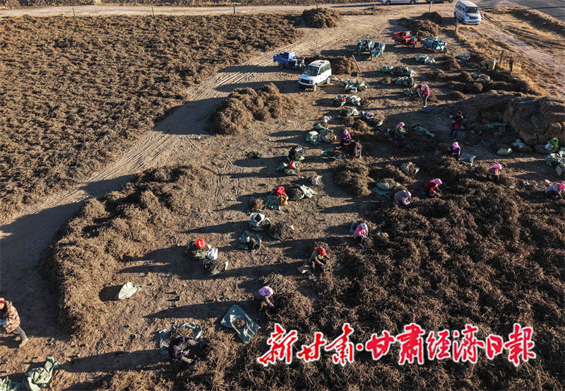 Yes(县域) 民乐中药材年总产值突破1(45412577)-20251208104750