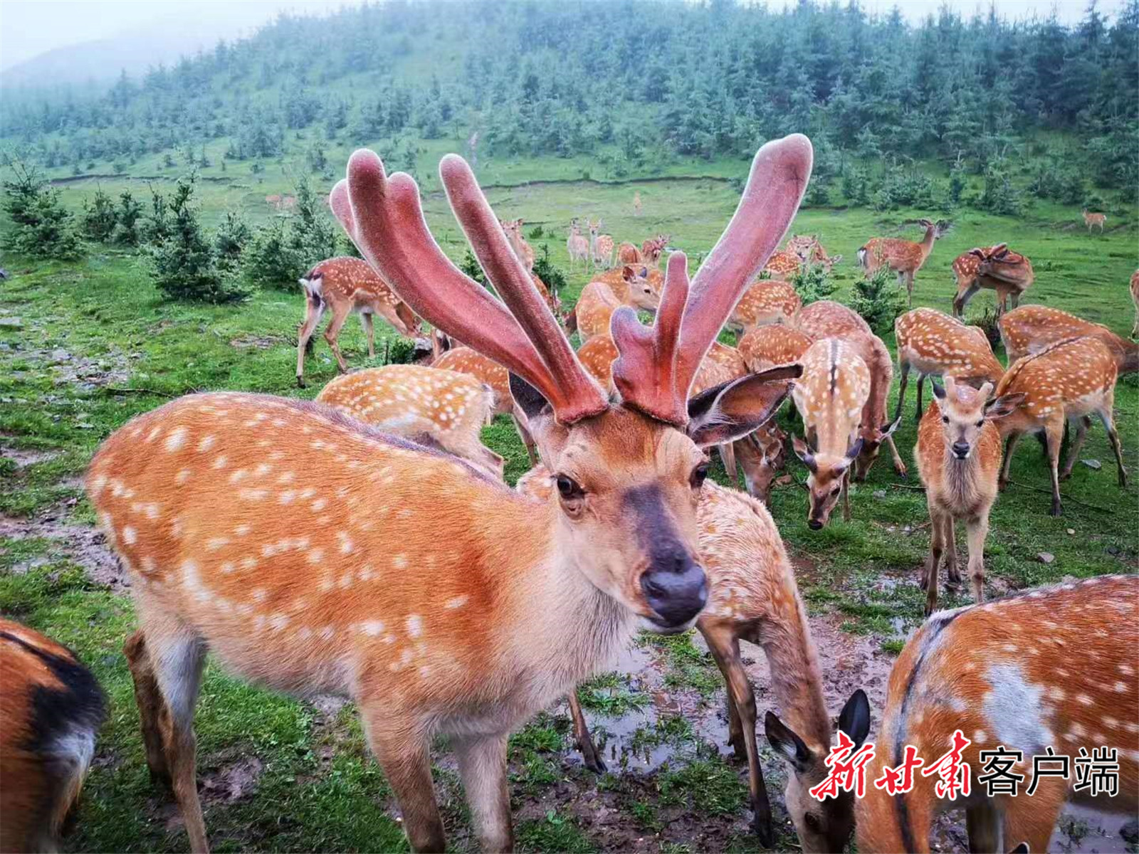 FZ007245704441_A5494854