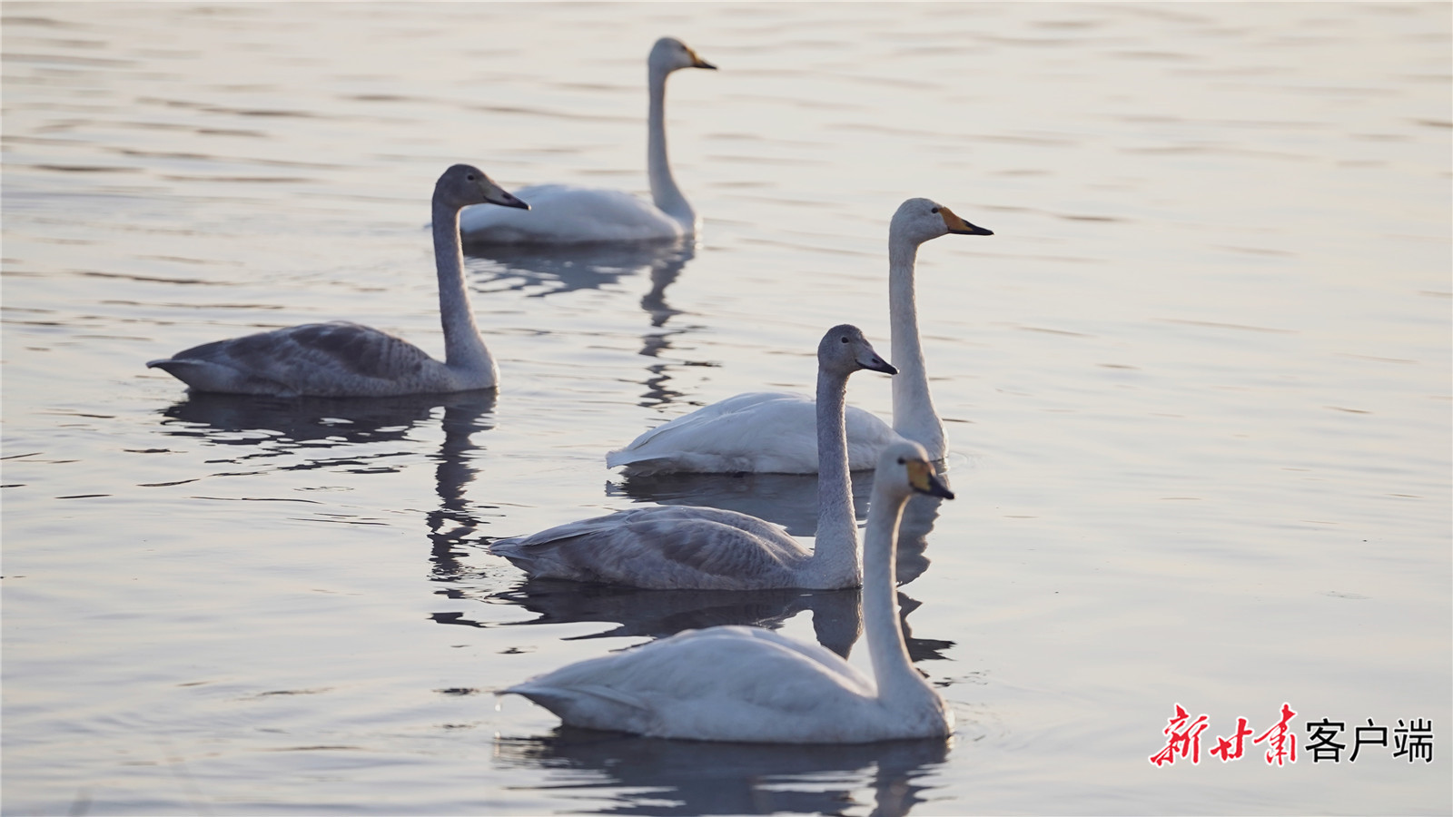 FZ007246246890_A5523651