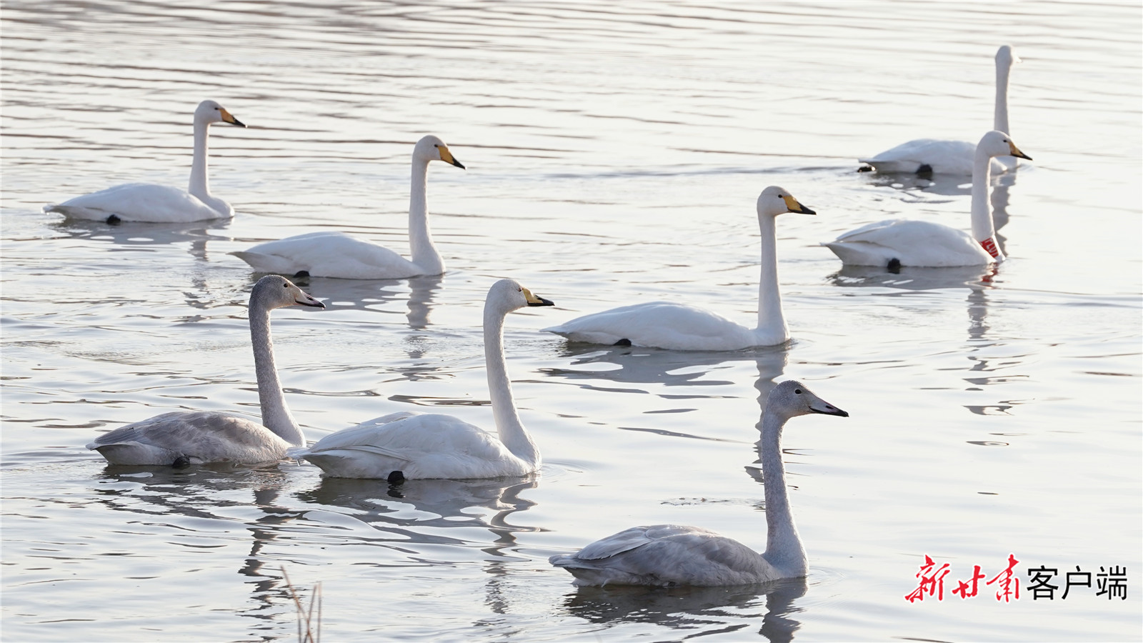 FZ007246246890_A5523653