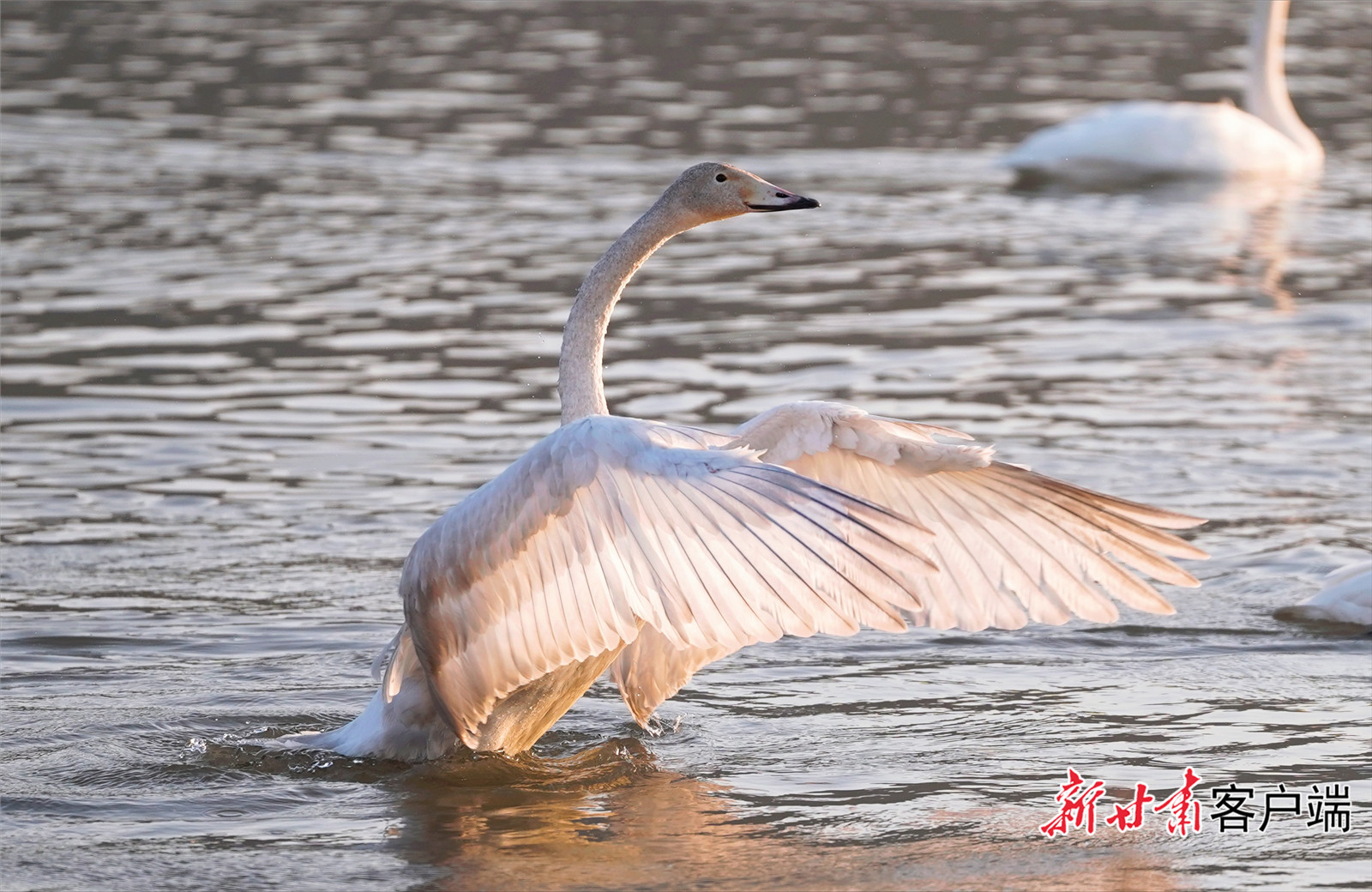 FZ007246246890_A5523654