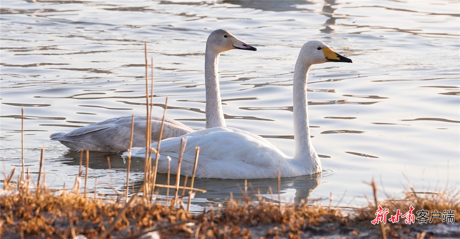 FZ007246246890_A5523655