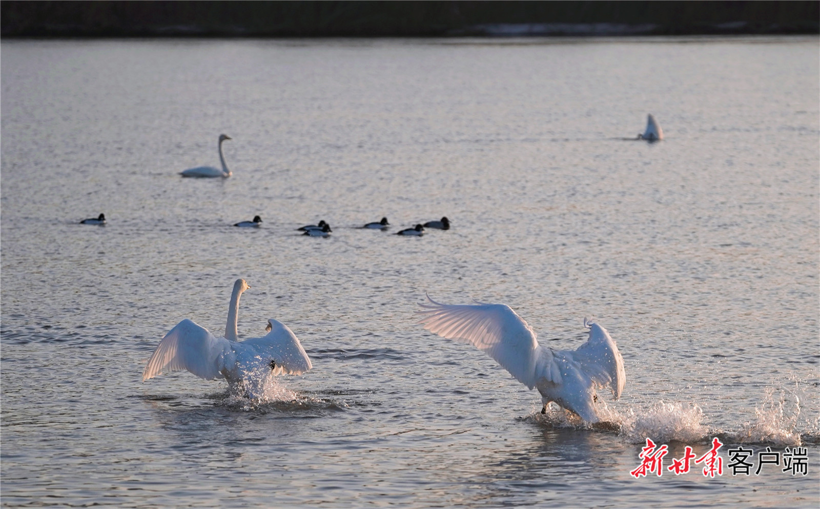 FZ007246246890_A5523660