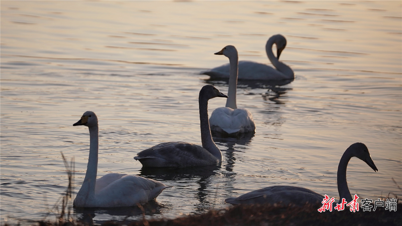 FZ007246246890_A5523661