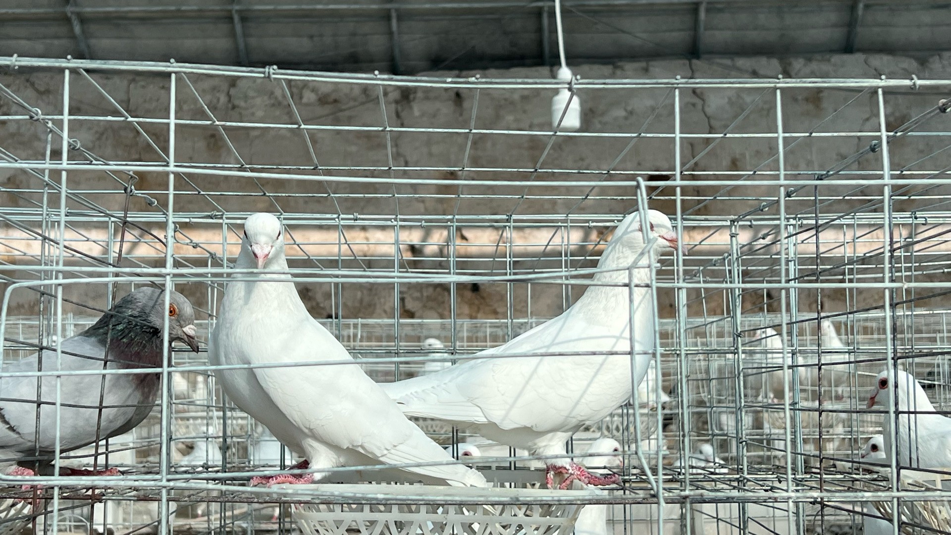 1768902442028003905.jpg 1768567719625073105.jpg