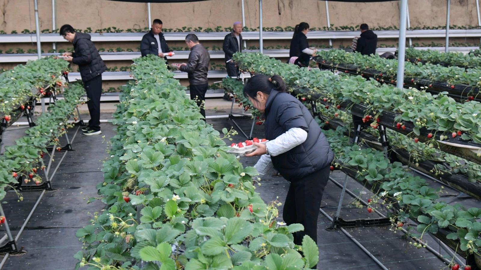 1770191332941086658.jpg 1770083648953020133.jpg