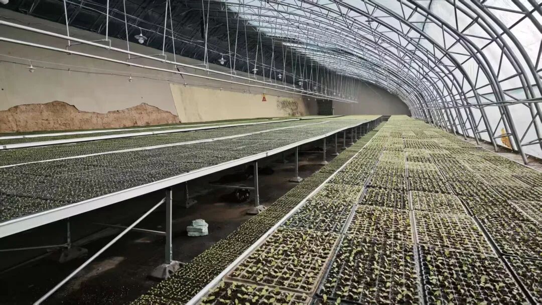 1770194447842047385.jpg 1770190833329018714.jpg