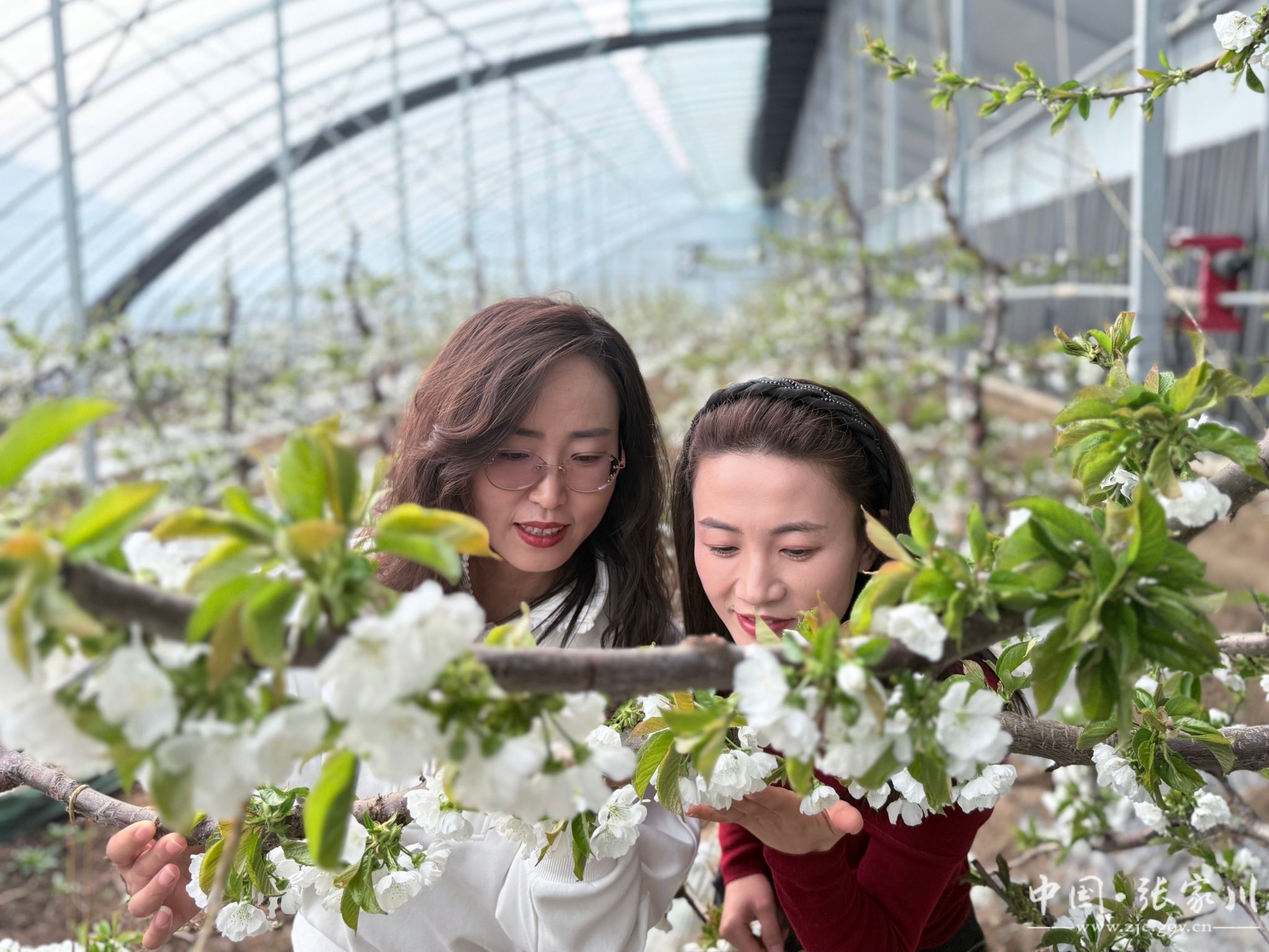 1770347139629029860.jpg 1770346409469014396.jpg