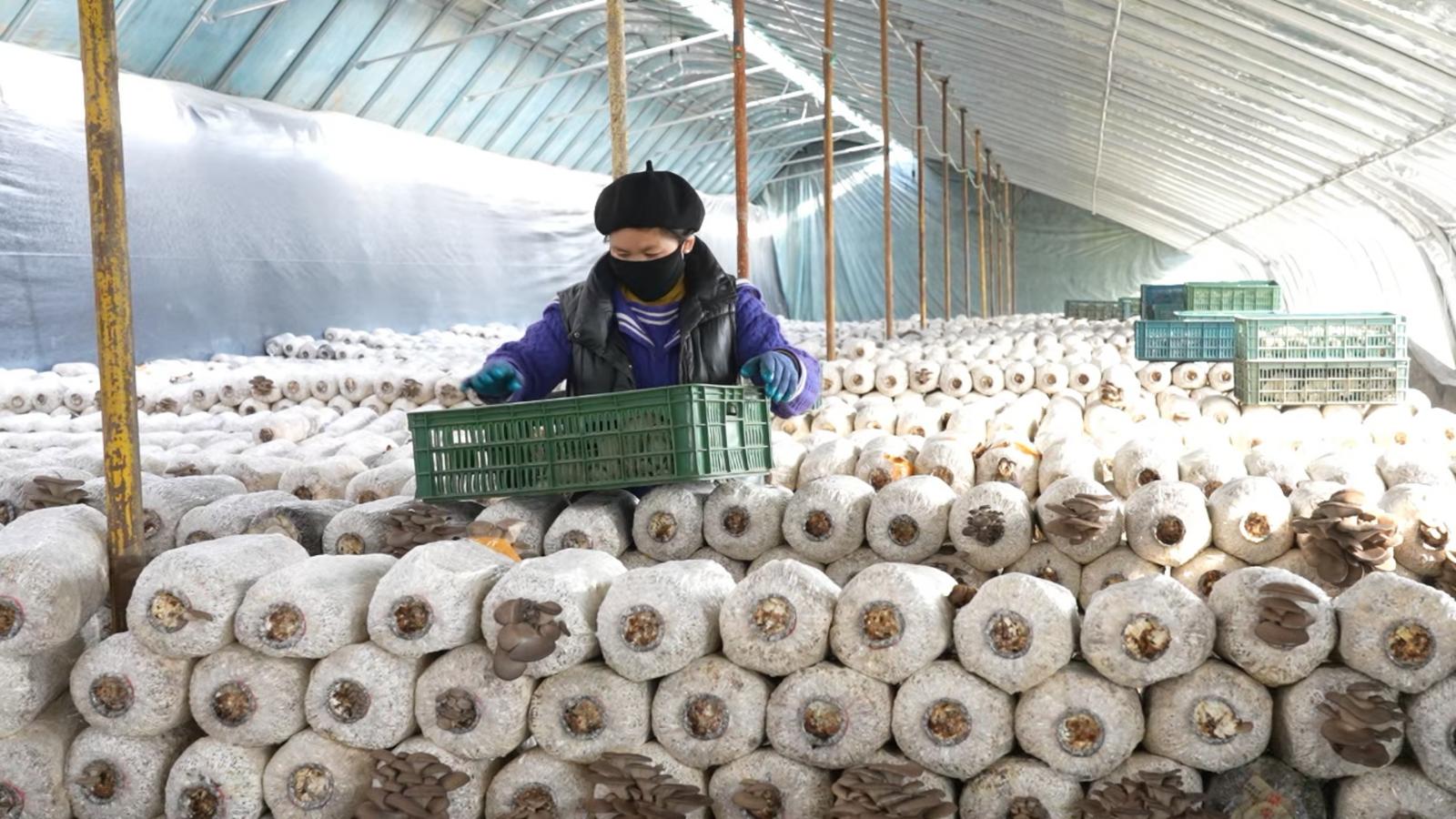 1770347554979022885.jpg 1770341890005038853.jpg