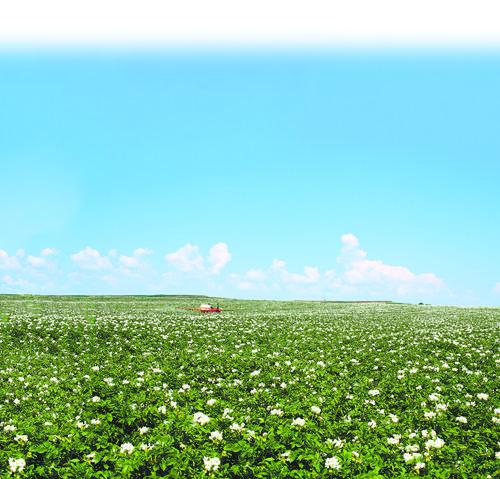定西香泉镇马铃薯种植基地,农民驾驶农机喷洒农药。陈永刚