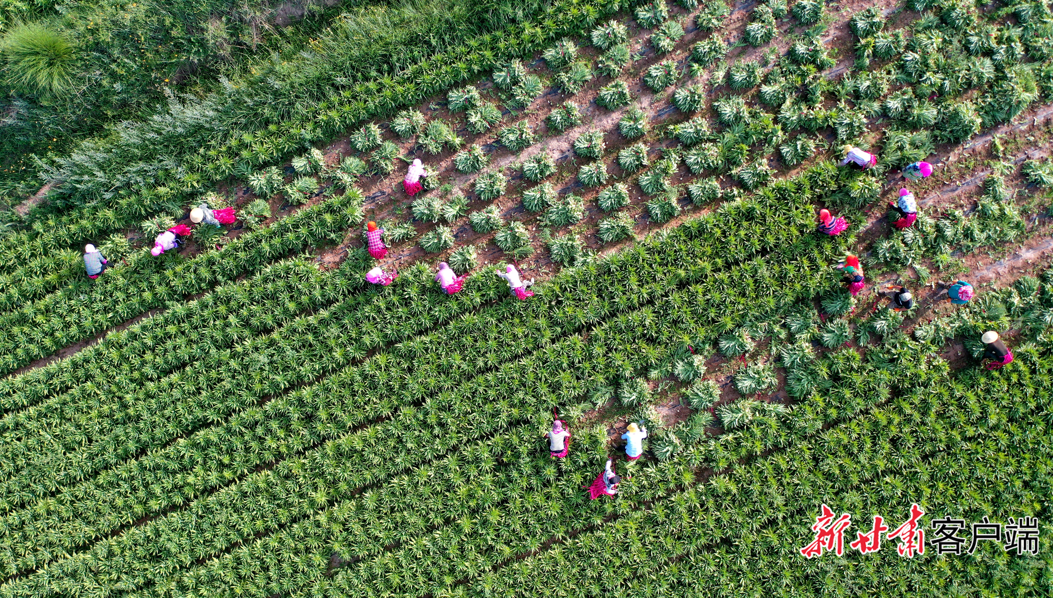 FZ007247113085_A5600500